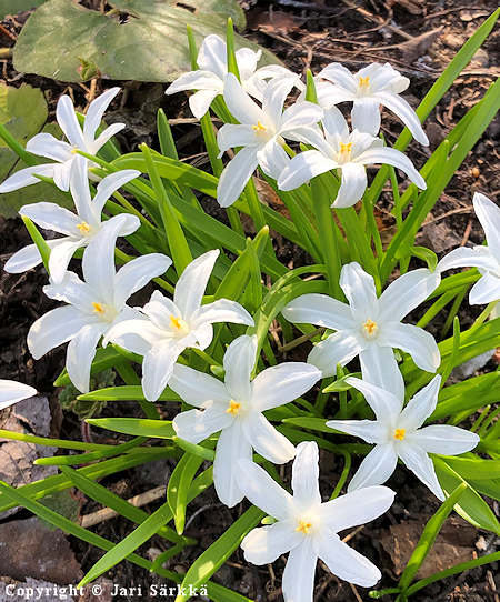 Scilla luciliae 'Alba', isokevtthti